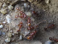 Pogonomyrmex californicus