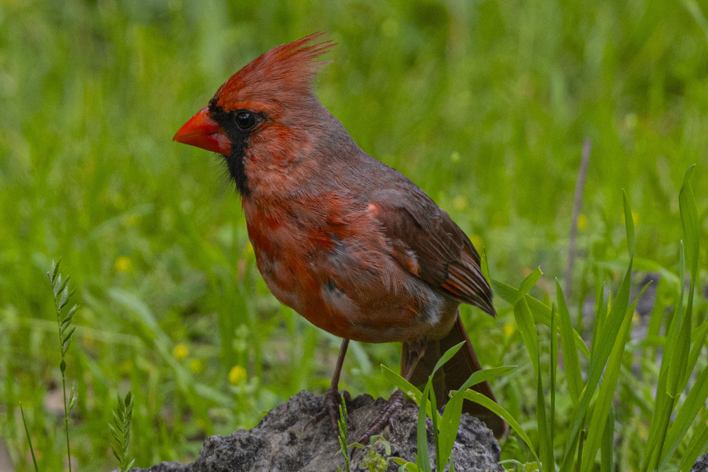 Northern Cardinal from Canyon Lake, TX, USA on March 24, 2024 at 05:29 ...