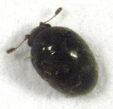 Parentonium