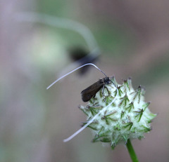 Adela singulella