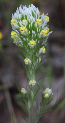 Castilleja lineariloba