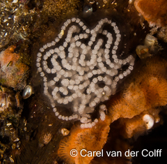 Antiopella longidentata
