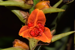 Hedychium gardnerianum