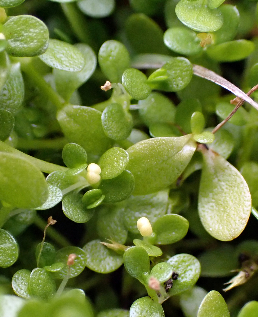 Chatham Island Starwort