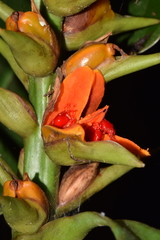 Hedychium gardnerianum