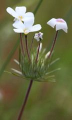 Leptosiphon montanus