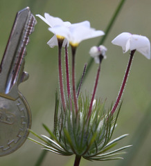 Leptosiphon montanus
