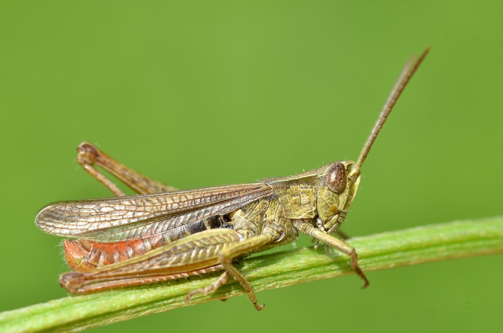 Steppe Grasshopper