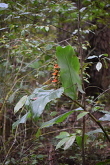 Hedychium gardnerianum