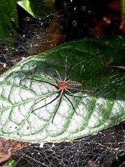 Aglaoctenus castaneus