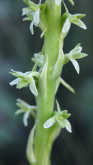 Piperia