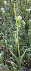 Piperia