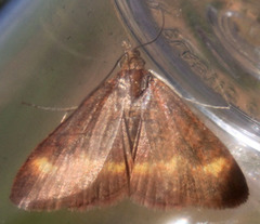 Pyrausta pseuderosnealis