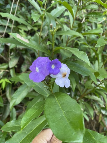Brunfelsia brasiliensis