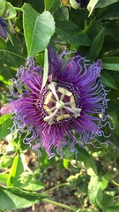 Passiflora incarnata × cincinnata