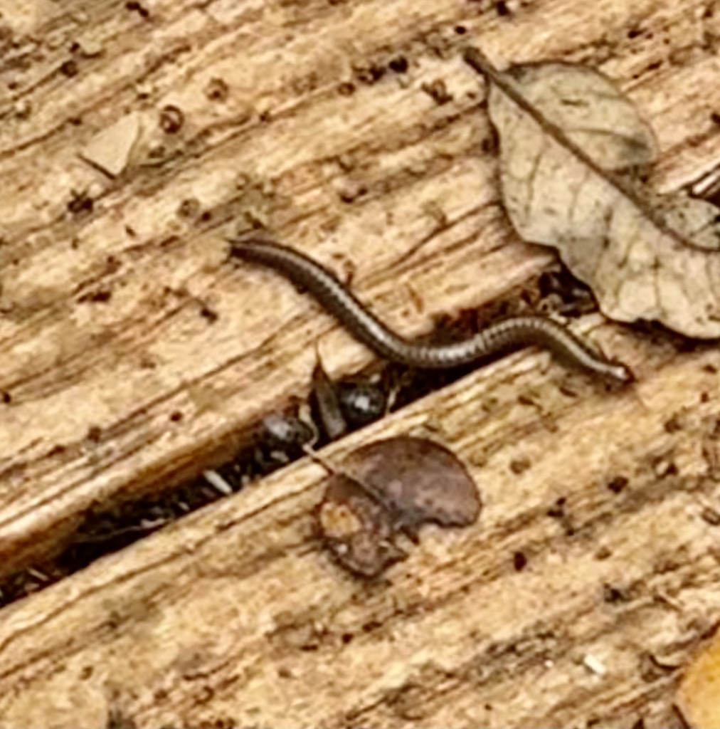 Round-backed Millipedes from Bobcat Woods Trail, Brazoria, TX, US on ...