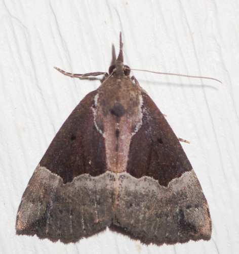 Dimorphic Snout photo 4