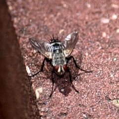 Microphthalma disjuncta