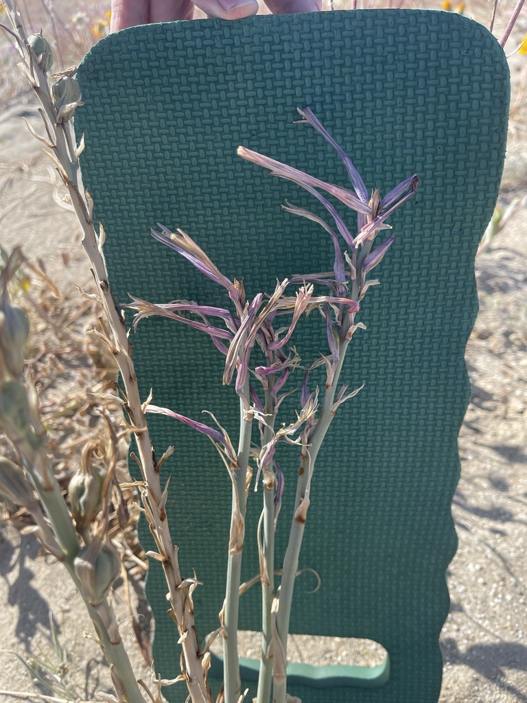 Coilonox whipplei