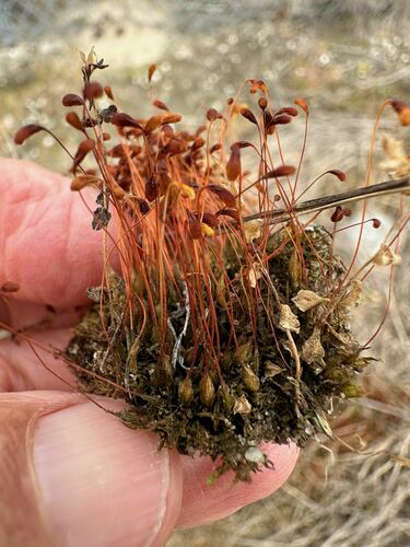 Funaria flavicans observed 2024-03-24