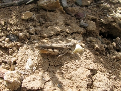 Psoloessa delicatula