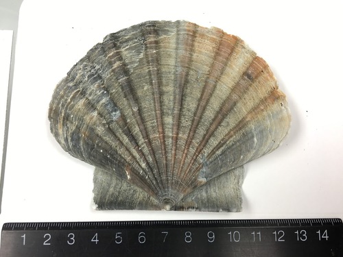 Pecten albicans observed 2024-02-24