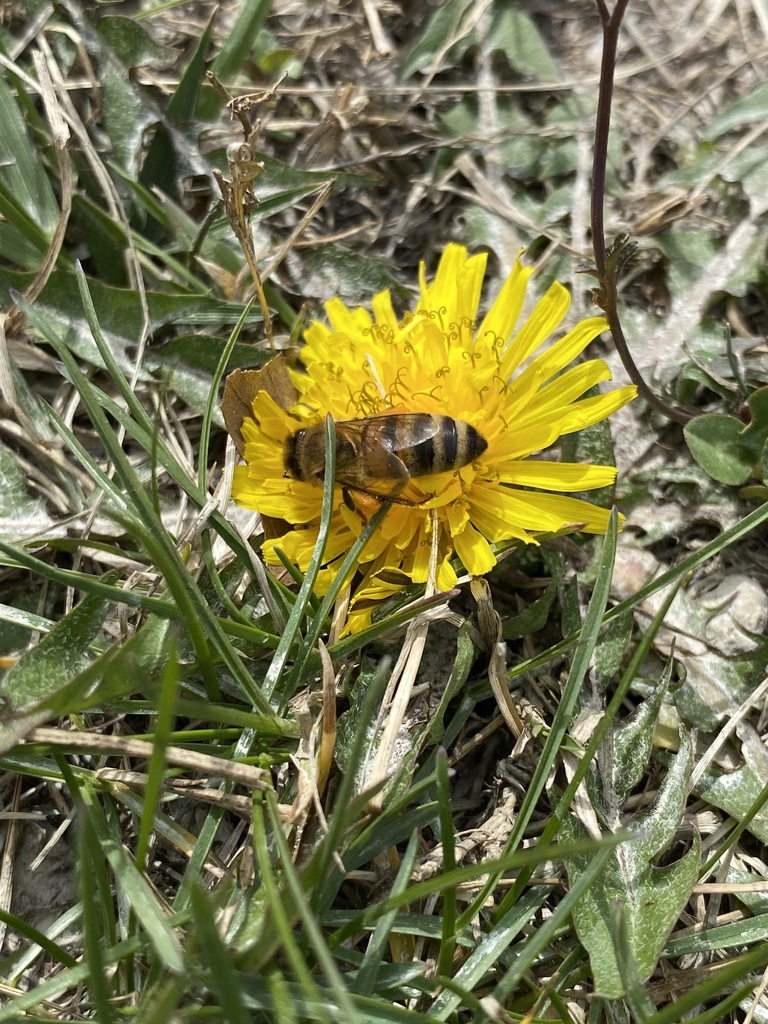 Western Honey Bee in March 2024 by Jim Oehmke · iNaturalist