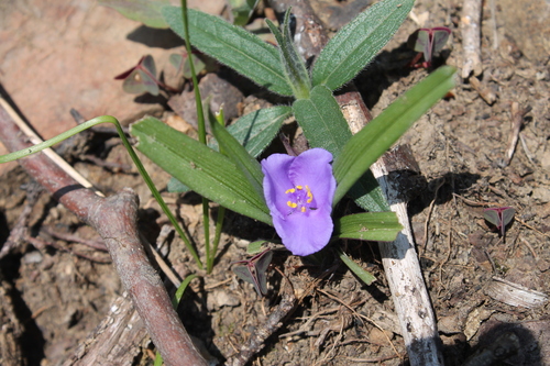 Virginia spiderwort (Tradescantia virginiana)