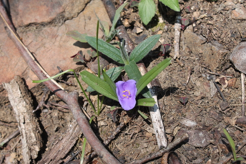 Tradescantia virginiana