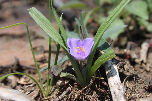Tradescantia virginiana
