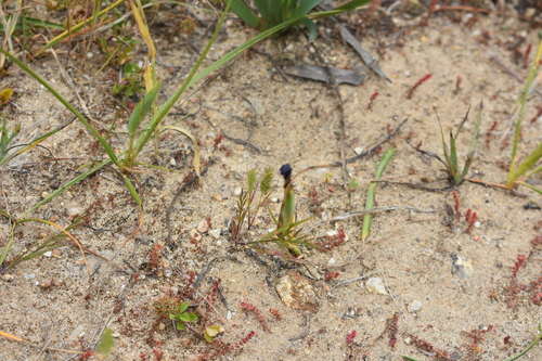 Image of Calydorea xiphioides by (c) Matías, some rights reserved (CC BY)