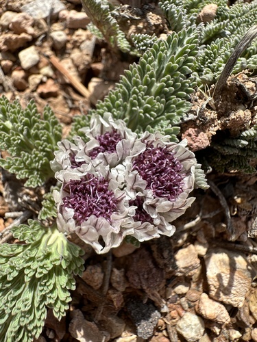 Image of Vesper purpurascens by (c) Matt Berger, some rights reserved (CC BY)