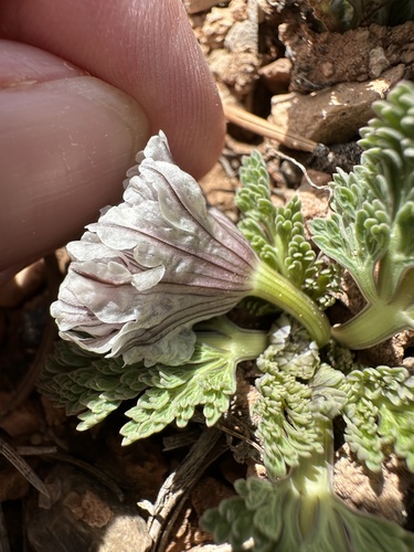 Image of Vesper purpurascens by (c) Matt Berger, some rights reserved (CC BY)