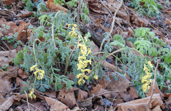 Corydalis speciosa