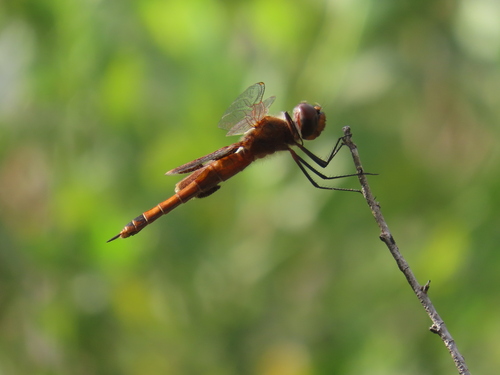 Carolina Saddlebags photo 6