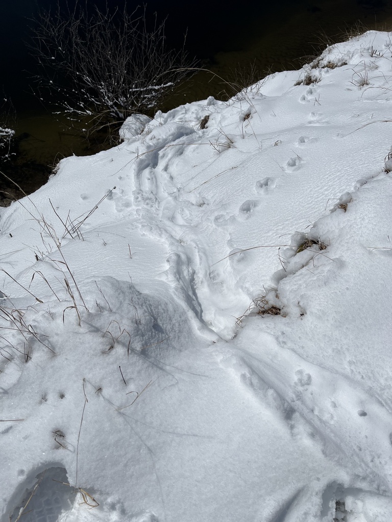 North American River Otter from East Concord, Concord, NH, US on March ...