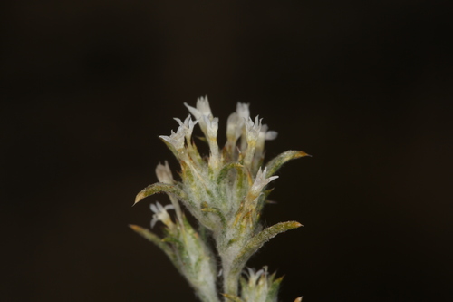 Rosamond Woollystar (Eriastrum rosamondense)