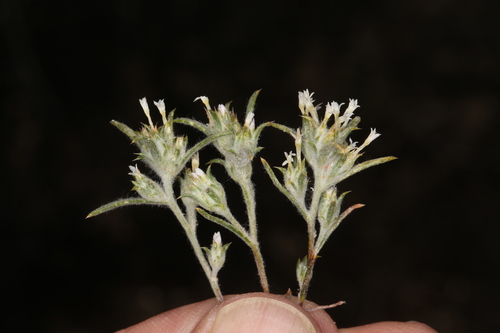 Image of Eriastrum rosamondense by (c) Steve Matson, some rights reserved (CC BY)