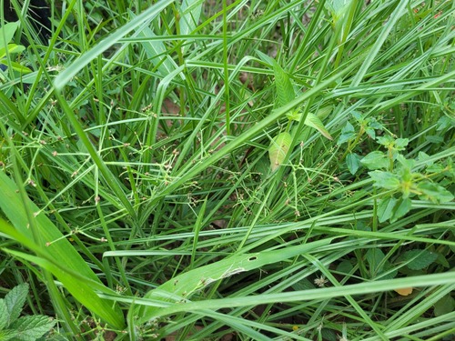 Rhynchospora divaricata, 2024-03-24