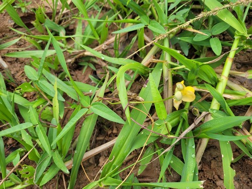 Phaseolus ovatus