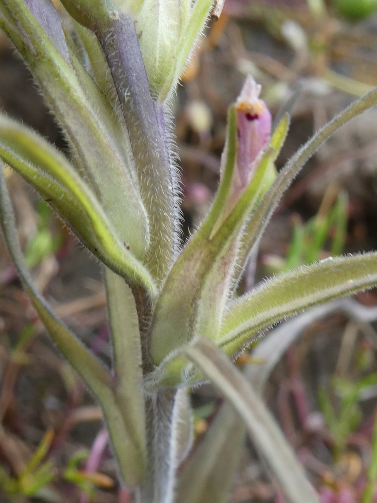 valley tassels from Solano County, CA, USA on March 23, 2024 at 0259 PM by justinchappelle