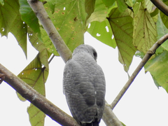 Buteo nitidus image