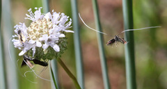 Adela singulella