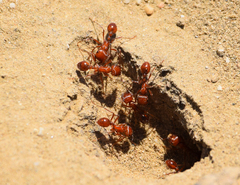 Pogonomyrmex californicus