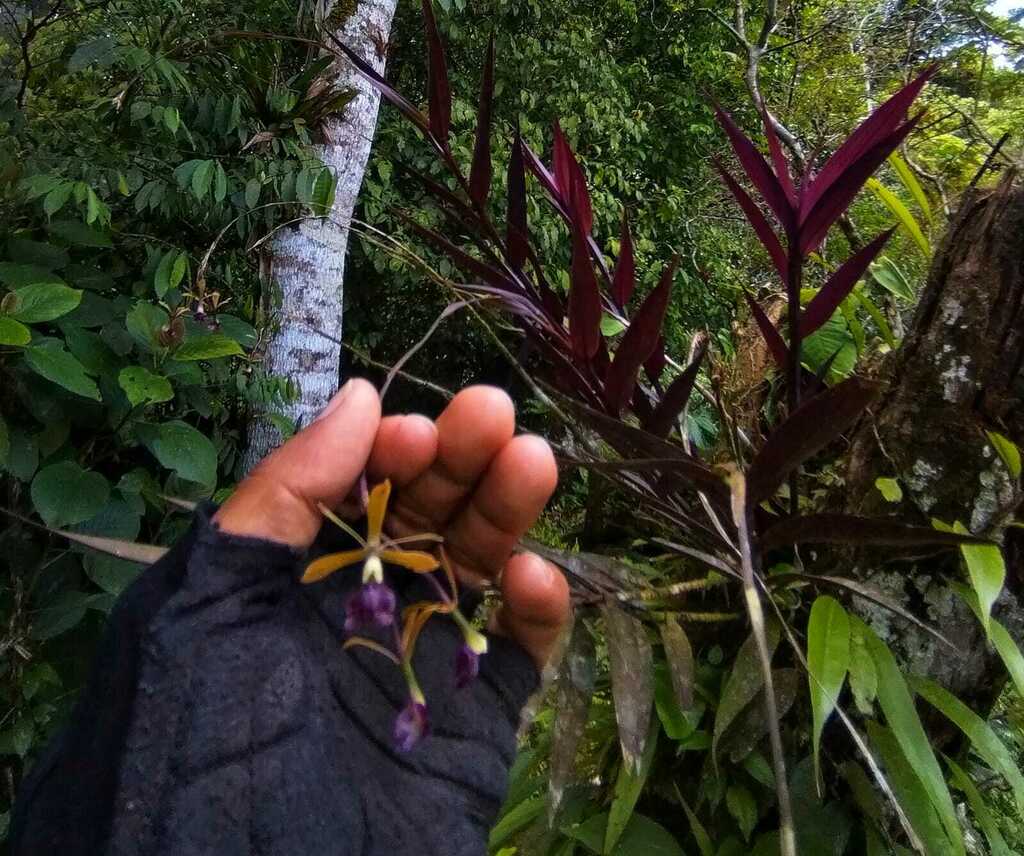 Epidendrum antonense Hágsater 2