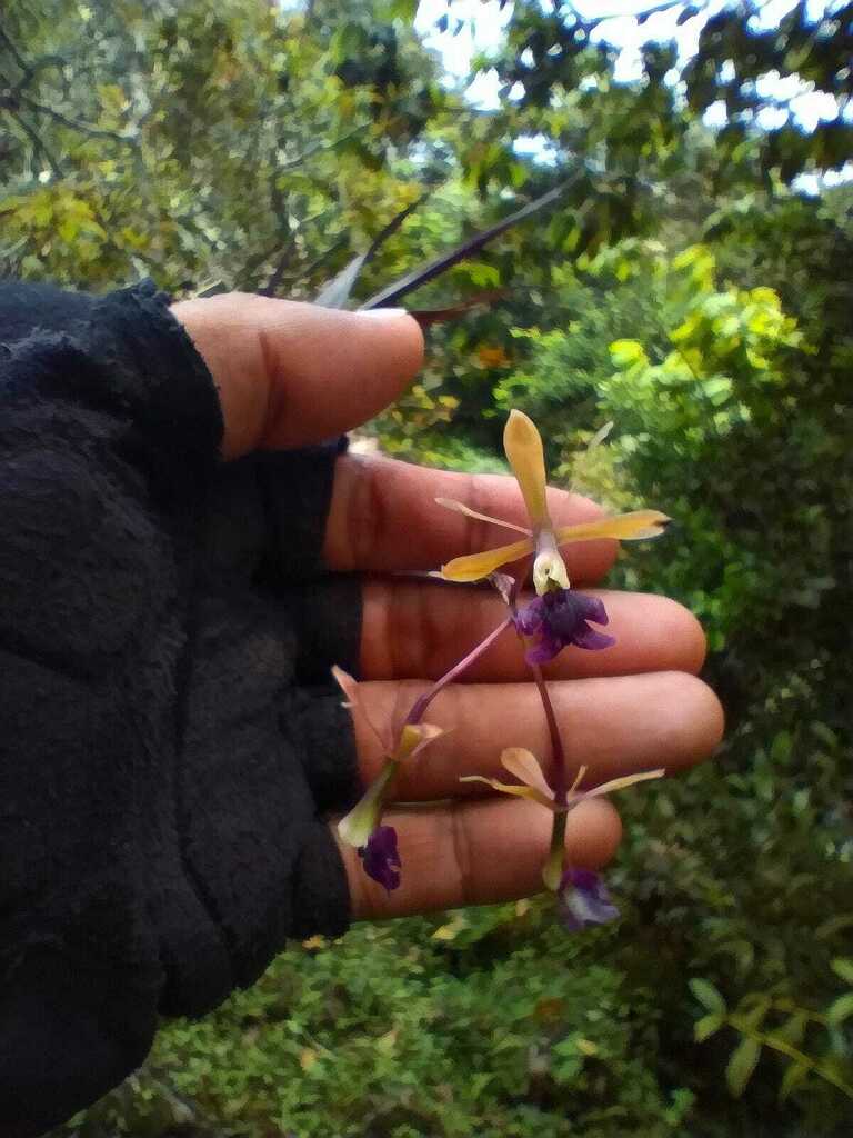 Epidendrum antonense Hágsater