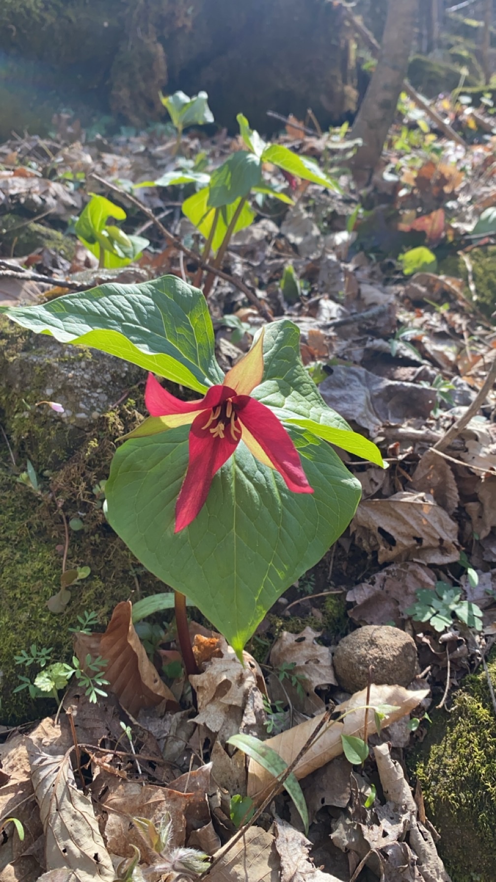 Imagem de Trillium vermelho
