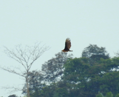 Cathartes burrovianus image