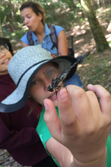 Gomphaeschna antilope