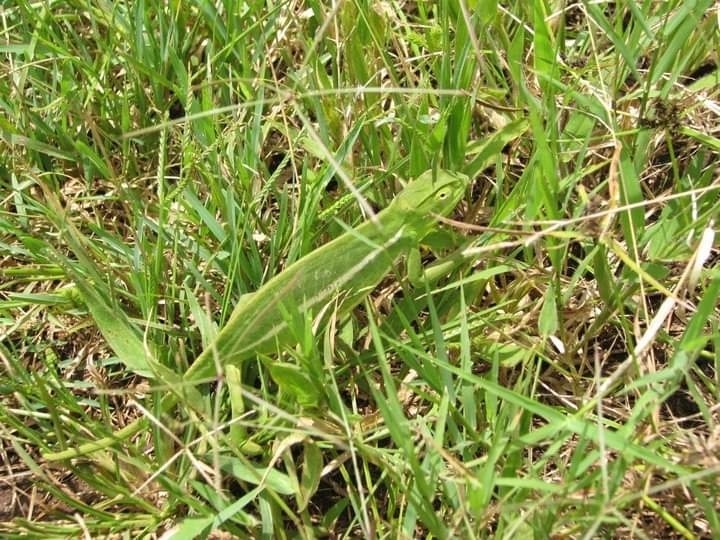 Smooth Chameleon from Attiak on November 10, 2010 by bamuir07 · iNaturalist